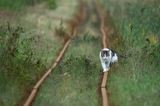 A scenic view of a cat walking on the railways on a blurred background