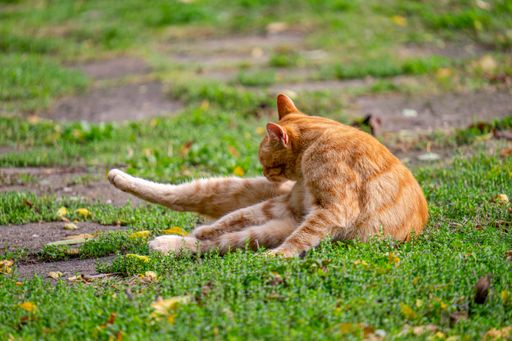A cute, fluffy cat sitting on the grass in a park