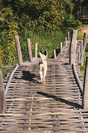 A closeup of a dog walking on a boardwalk at a marsh in a village