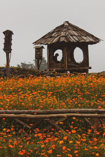 A vertical shot of a tiki hut in a field of yellow cosmos flowers against a foggy sky