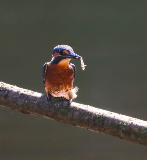 A vibrant kingfisher perched on a branch with a small fish in its beak, set against a dark blurred background.