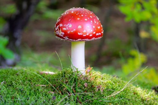 A closeup shot of Amanita muscaria, commonly known as the fly agaric in an autumn forest