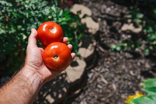 A close-up of a hand holding two ripe red tomatoes in a garden setting with blurred green foliage in the background.