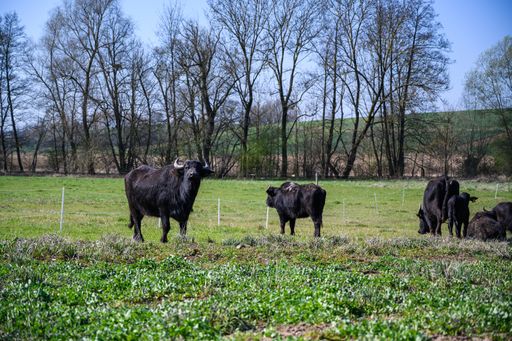 An amazing shot of black cattle browsing in the middle of a green field