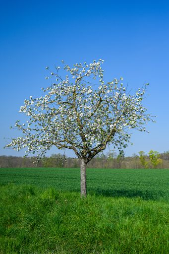 An amazing view of a beautiful tree growing in the middle of a green field