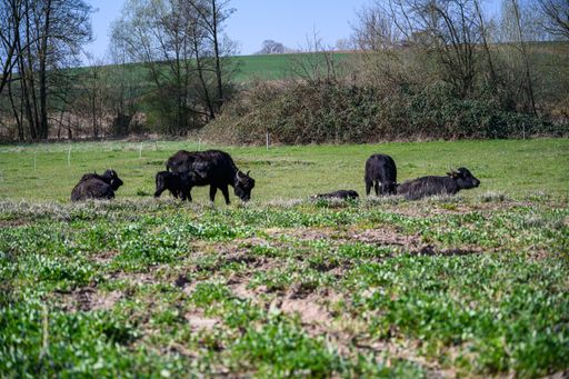An amazing shot of black cattle browsing in the middle of a green field
