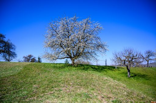 An amazing view of a beautiful tree growing in the middle of a green field