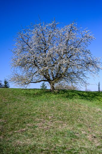 An amazing view of a beautiful tree growing in the middle of a green field