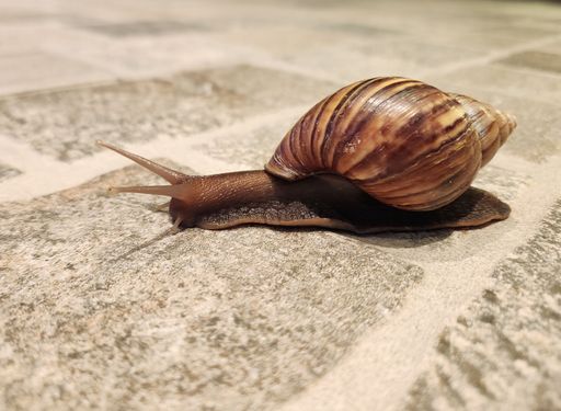 Close-up of a snail with a brown shell on a textured surface, showcasing its intricate patterns and natural beauty.