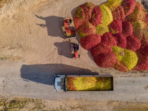 Top view of colorful fruits are transported to industrial production facility for juice.