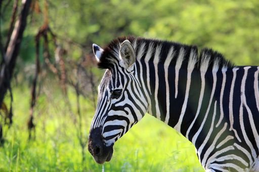 Zebra side profile in sunlight with blurred natural green background, photographed in South Africa.
