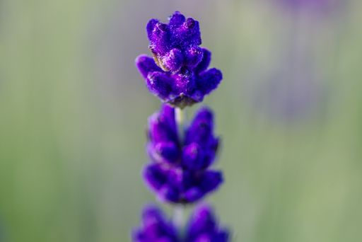 Close-up of a vibrant purple lavender flower with a soft blurred background, showcasing its delicate texture.