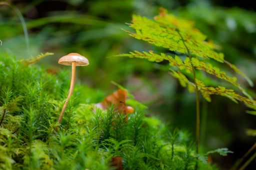 A closeup of a wild white mushroom in the Odenwald mountain range in Germany