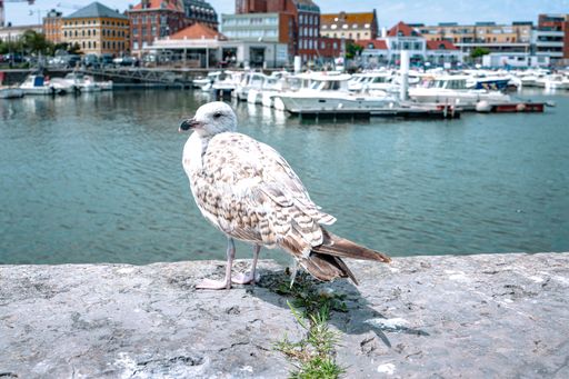 A seagull perched on a stone wall overlooking a marina with boats and colorful buildings in the background under a clear blue sky.