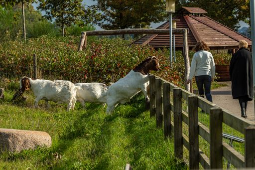 The Farmland with Boer goats begging passers-by for food