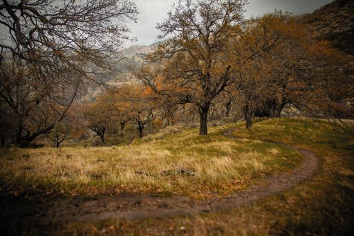 A beautiful view of autumnal trees on a hill captured in the cloudy weather in Italy