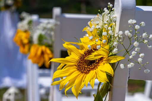 Sunflowers and baby's breath adorn white chairs at an outdoor wedding ceremony, creating a vibrant and elegant setting.