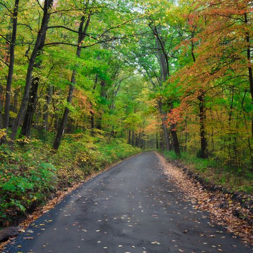 A beautiful path in through the forest in West Virginia during autumn