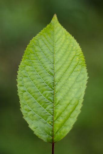 A closeup vertical shot of a green leaf with a blurred background