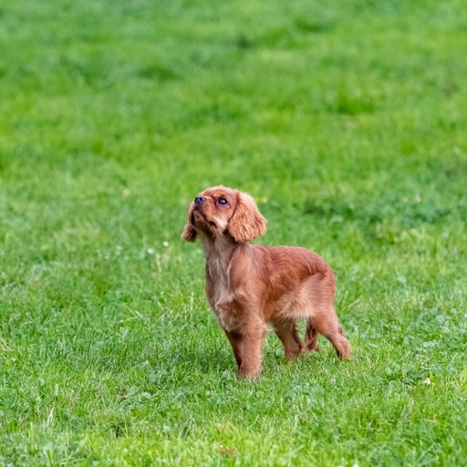 A dog cavalier king charles, a ruby puppy standing in the garden