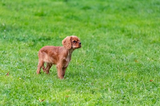 A dog cavalier king charles, a ruby puppy standing in the garden