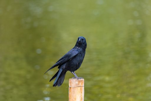 A black crow standing on a picket