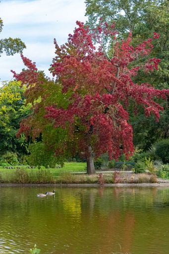 Canada gooses, birds swimming on the Vincennes lake, with reflection of the trees in autumn