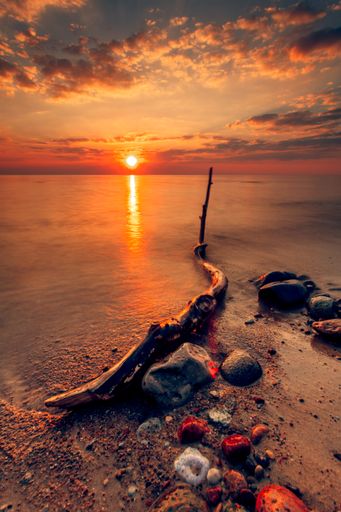 A vertical shot of a damaged tree during the sunset at the coast of the Baltic Sea, Lithuania