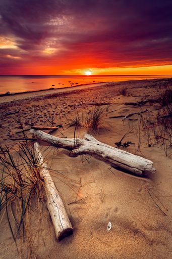 A vertical shot of a damaged tree during the sunset at the coast of the Baltic Sea, Lithuania