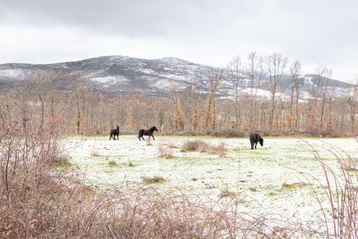Black horses, grazing free in winter meadow with snowy mountain background