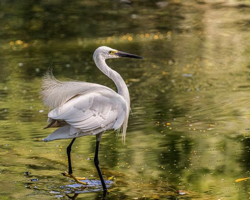 A selective focus shot of a small egret shaking its wings in a lake