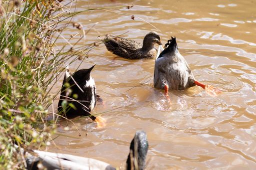 A flock of marsh ducks swimming in a lake