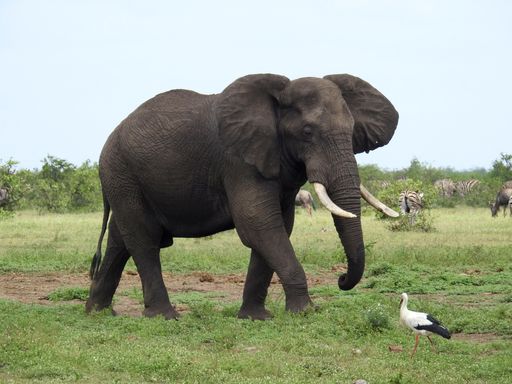 A beautiful view of Elephant in Kruger National Park in South Africa