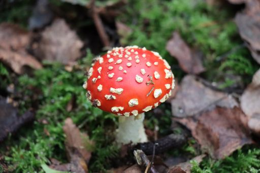 A close-up shot of an Amanita mushroom growing in nature