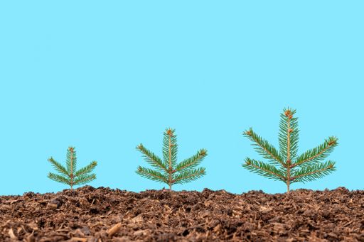 A close-up shot of new-planted firs with a blue background.