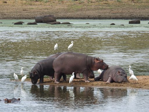 A beautiful view of Hippopotamus with the white herons in Kruger National Park in South Africa