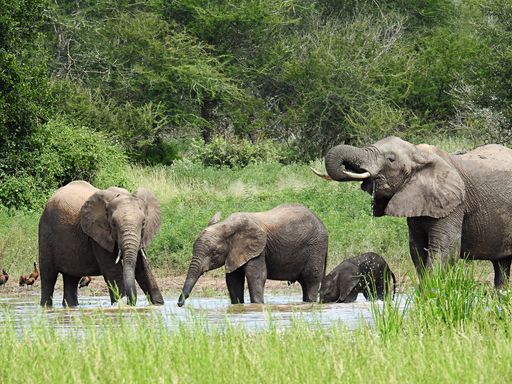 A beautiful view of Elephants drinking in a river in Kruger National Park South Africa