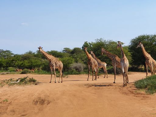 A beautiful view of Giraffes in Kruger National Park South Africa
