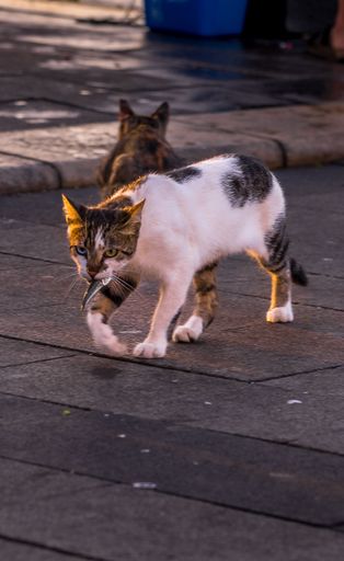 A determined cat walks with a fish in its mouth, proudly carrying its meal across the street.