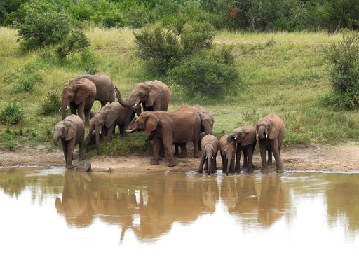 A beautiful view of elephants drinking from the river in Kruger National Park in South Africa