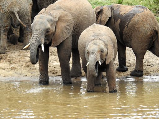 A beautiful view of elephants drinking from the river in Kruger National Park in South Africa
