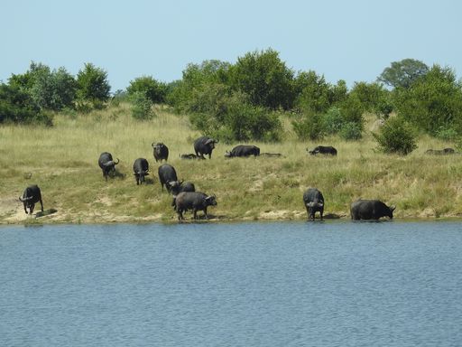 A beautiful view of buffalos by the lake in Kruger National Park in South Africa