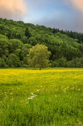 A vertical shot of a tree in a scenic meadow with a mountain in the background