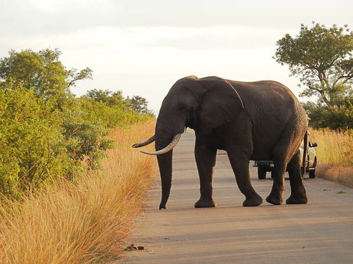 A beautiful view of elephant in Kruger National Park in South Africa