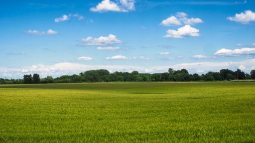 A wide shot of a big green wheat field under a blue cloudy sky