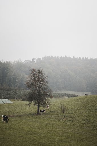A vertical shot of cows in a foggy farmland
