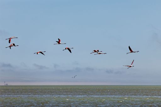 A flock of flamingos gracefully flying over a tranquil sea with a clear blue sky in the background.