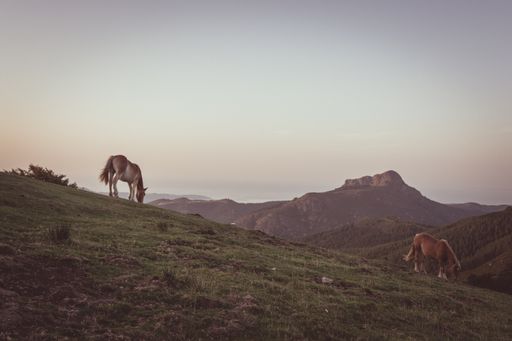 Two horses grazing on the pasture with high rocky mountains in the background