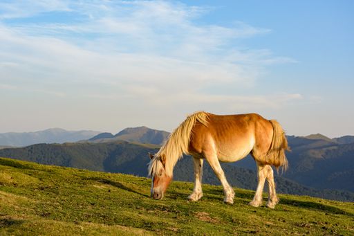 A horse grazing on the pasture with high rocky mountains in the background