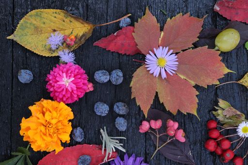 A flat lay of different colored leaves, berries, and flowers placed on black board- autumn concept